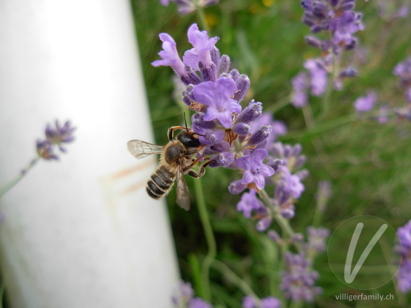 Heide-Blattschneiderbiene: Übersicht